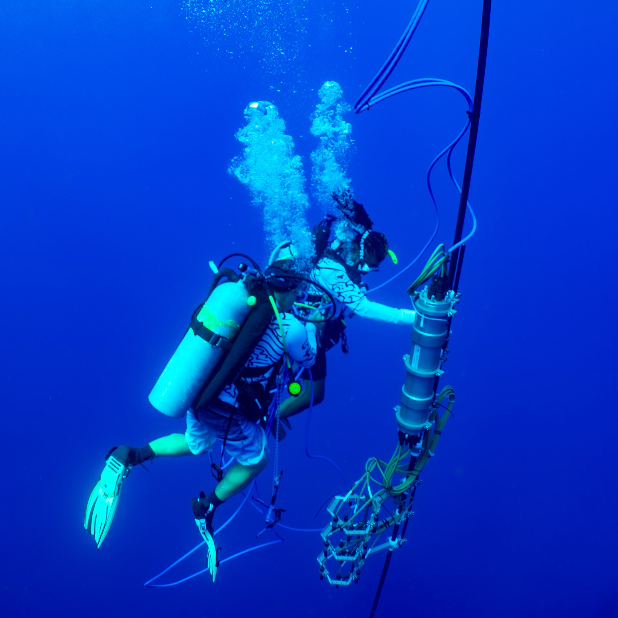 The way whales communicate is closer to human language than we realized